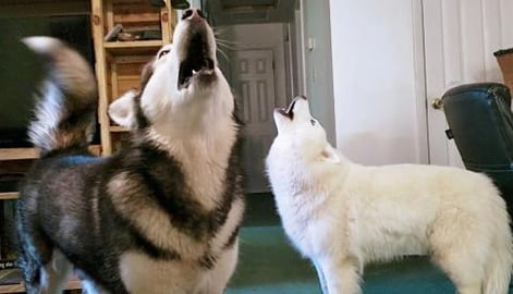 Good Morning Song & Howling With My Malamute, Husky & Fri...