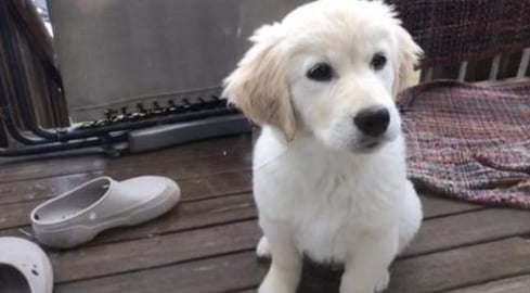Lola the Golden Retriever.  Play, Bath Dig .... Repeat 