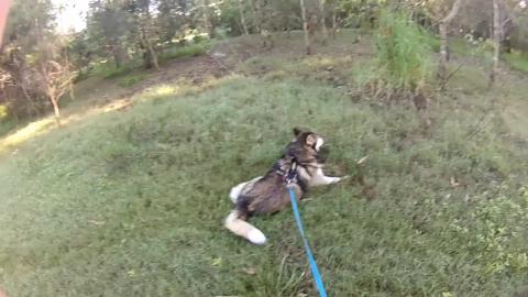 Happy Malamute dives into a roll on beautiful morning hik...