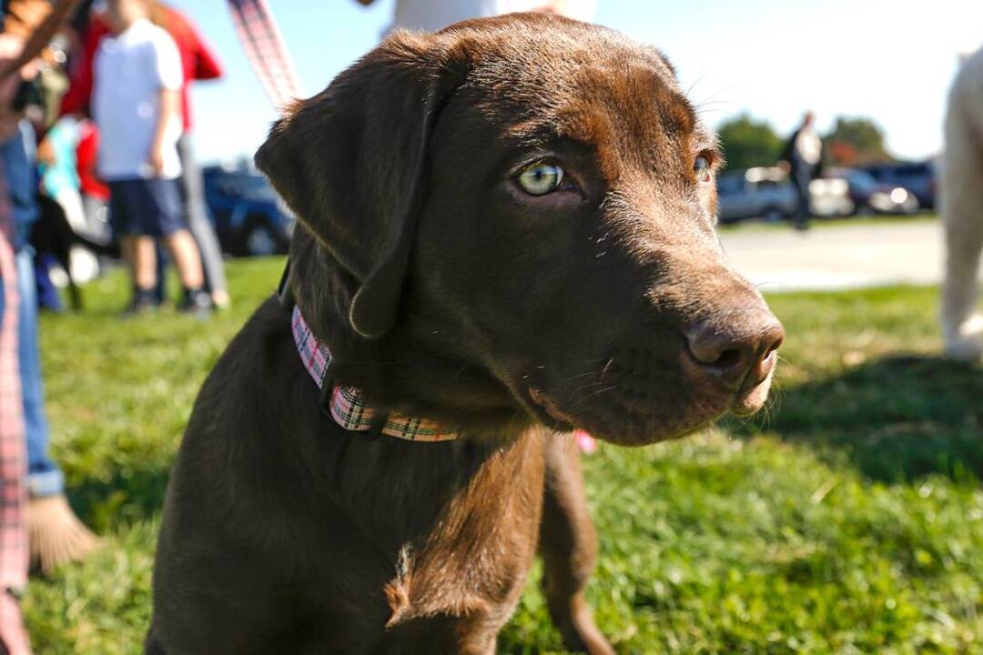 Watch Blessing of the pets Hilton Head Island Packet