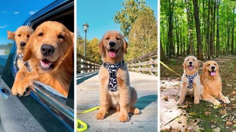 My Dog Brings His Son to the Park