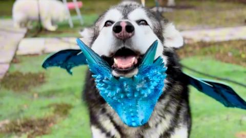 Heroic Dragon And Husky Rescue Chickens From Wild Opossum...