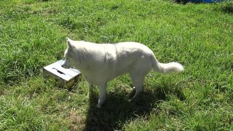 Birthday lunch game for Wolf & Husky Sister