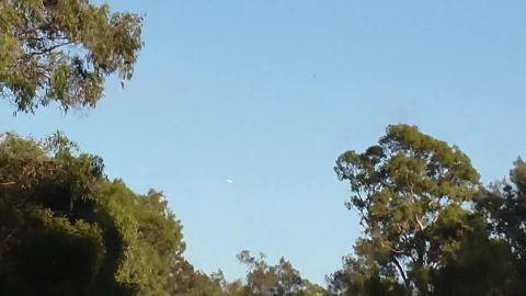 Unhappy geese don't like huskies invading territory
