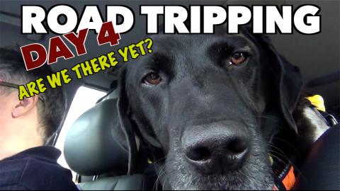 Day Three of Our Dog Percy the Labradors Road Trip to Spa...