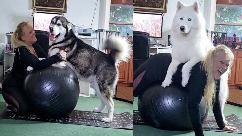 Funny Dog Yoga With My Personal Trainers! Malamute & Husk...
