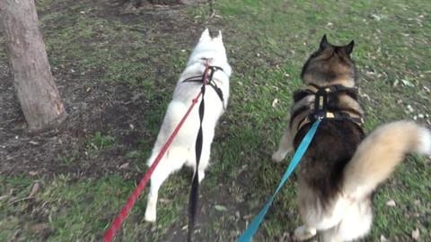 Husky over the moon to meet little puppies whilst Wolf fl...
