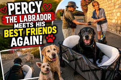 We Bought Our 13-Year-Old Labrador a Dog Trolley