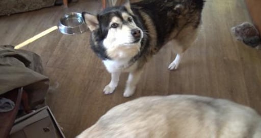 Husky's try sweet potato for the first time