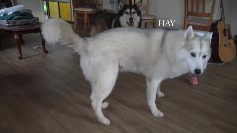 Malamute teaching shy Husky boy too howl