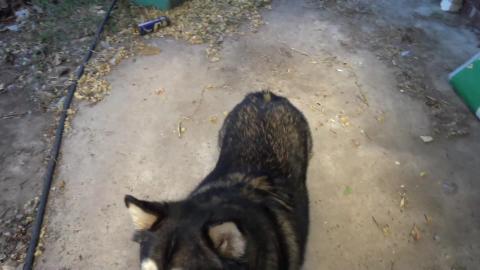 Who's a noisy eaters, a Husky girl is
