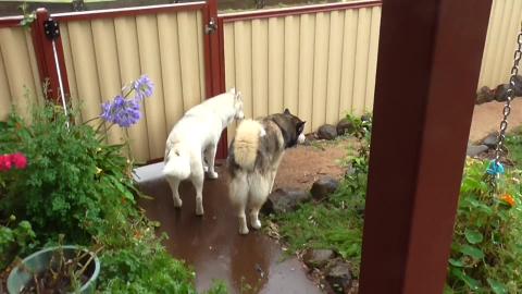 Husky & Malamute in the garden and it's raining again