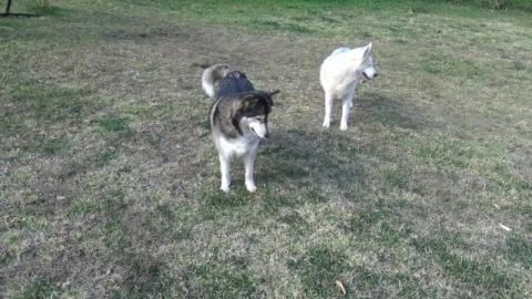 More Husky holes and a baby peach