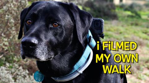 Come for a Walk with Percy the Labrador