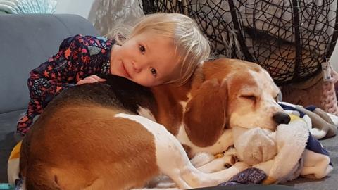 What Greater Gift Than Love of a Beagle Dog