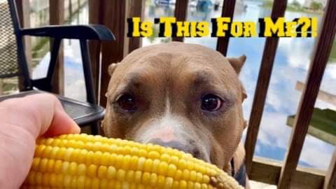 Pitbull’s First Time In A Restaurant