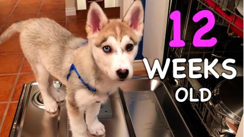 12 Weeks Old Siberian Husky Puppy: Day by Day | Funny Dog...