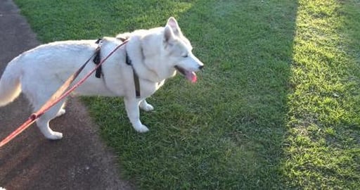 Girl Husky could spend all day at the possum tree but dad...