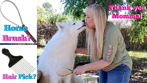 Grooming My Husky | I use a Horse Brush & Hair Pick To Re...