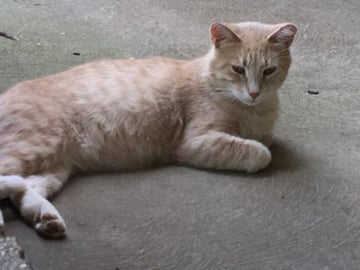 Treasure and Friends