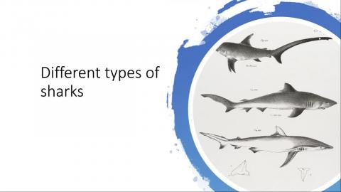 Different types of sharks_