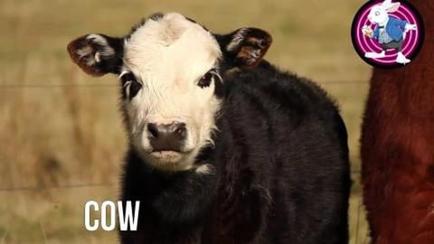 animal sounds - what do cows say - cow sounds - familiar ...