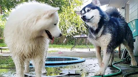 Malamute & Husky's Funny Reaction To Water Fountain!