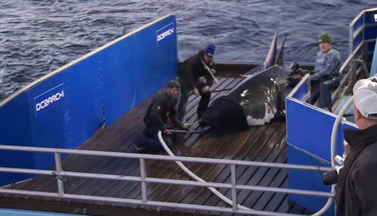Move over Mary Lee, here comes great white shark Hilton