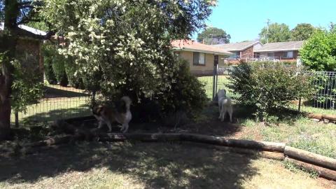 Husky playing & pretty birdie umpiring