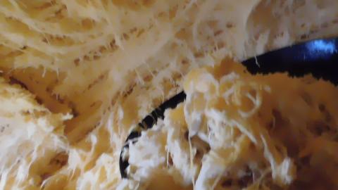 Harvesting the seeds from a 2043.5 pound Pumpkin