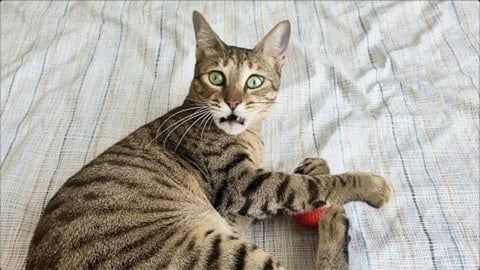 Cat Playing with a Toy 1 Minute Video Watching a Cat Play...