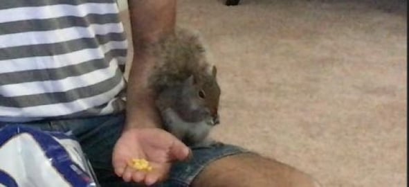 PettingSquirrel || But it just eat and go daily !! 