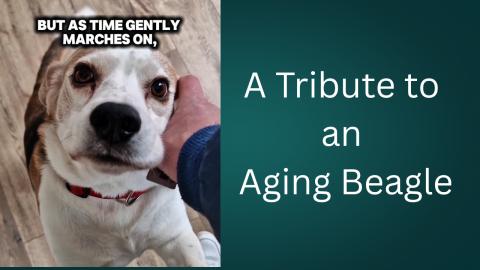 Cherish Every Welcome: A Tribute to an Aging Beagle's Lov...