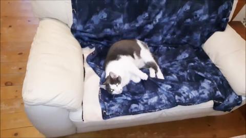 Luna want's to be your friend Odin