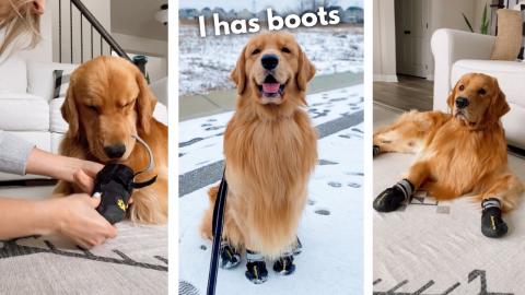 Tucker Wears Snow Boots