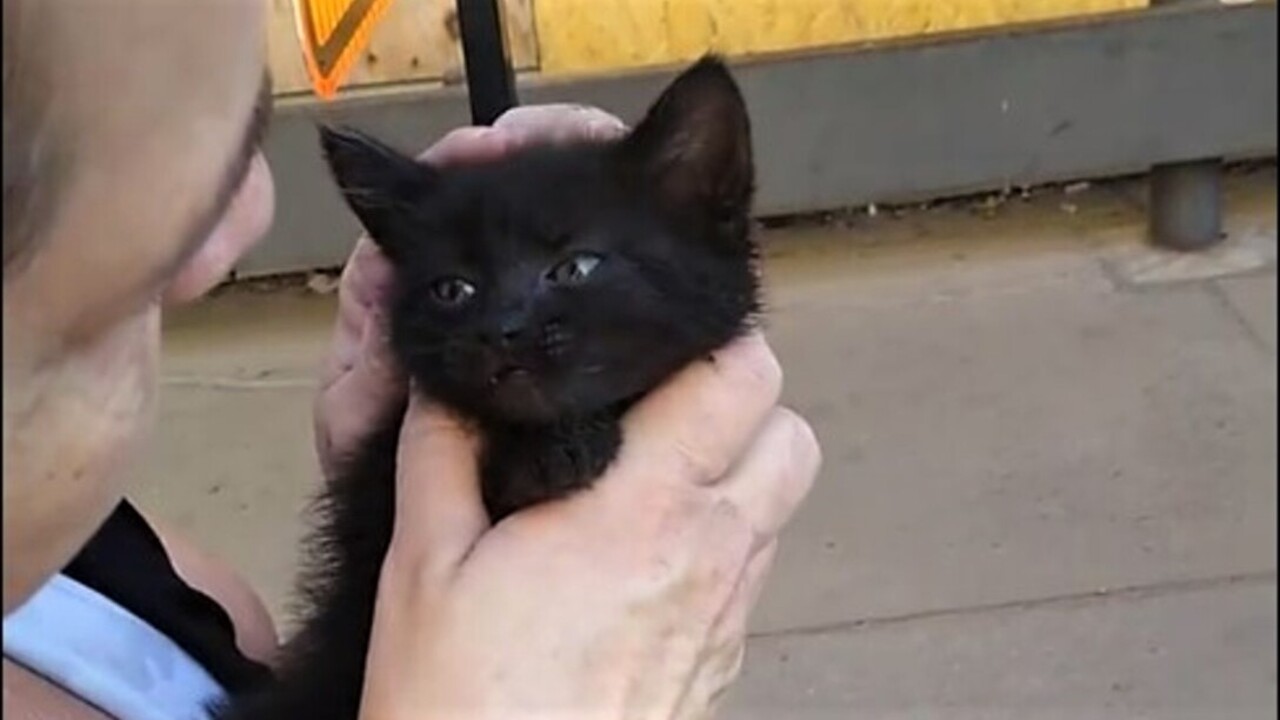 Women help save kitten trapped under car's hood in Wichita | The Wichita  Eagle
