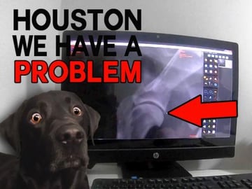 Percy the Labrador has to go to the Vets about his should...