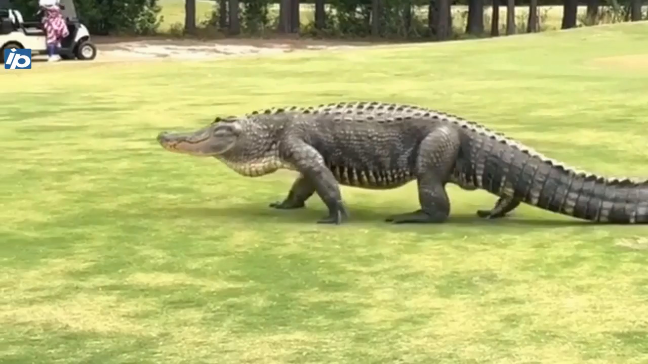 Alligator Gator Parade Crocodile Reptile Swamp Green The Mountain Shirt  4X-5X