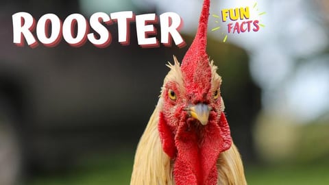 ROOSTER - Fun Facts About Roosters You Didn't Know You Ne...