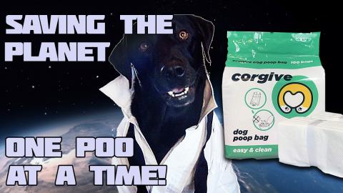 Percy the Labrador tries out Corgive Dog Poop Bags. Japan...
