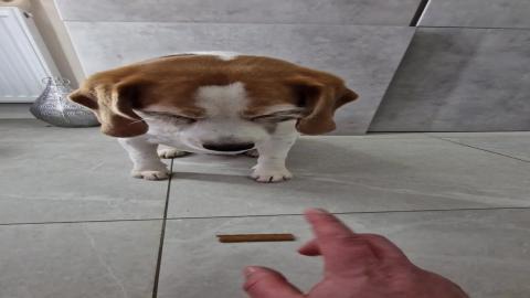 There are two types of beagle dogs - Funny