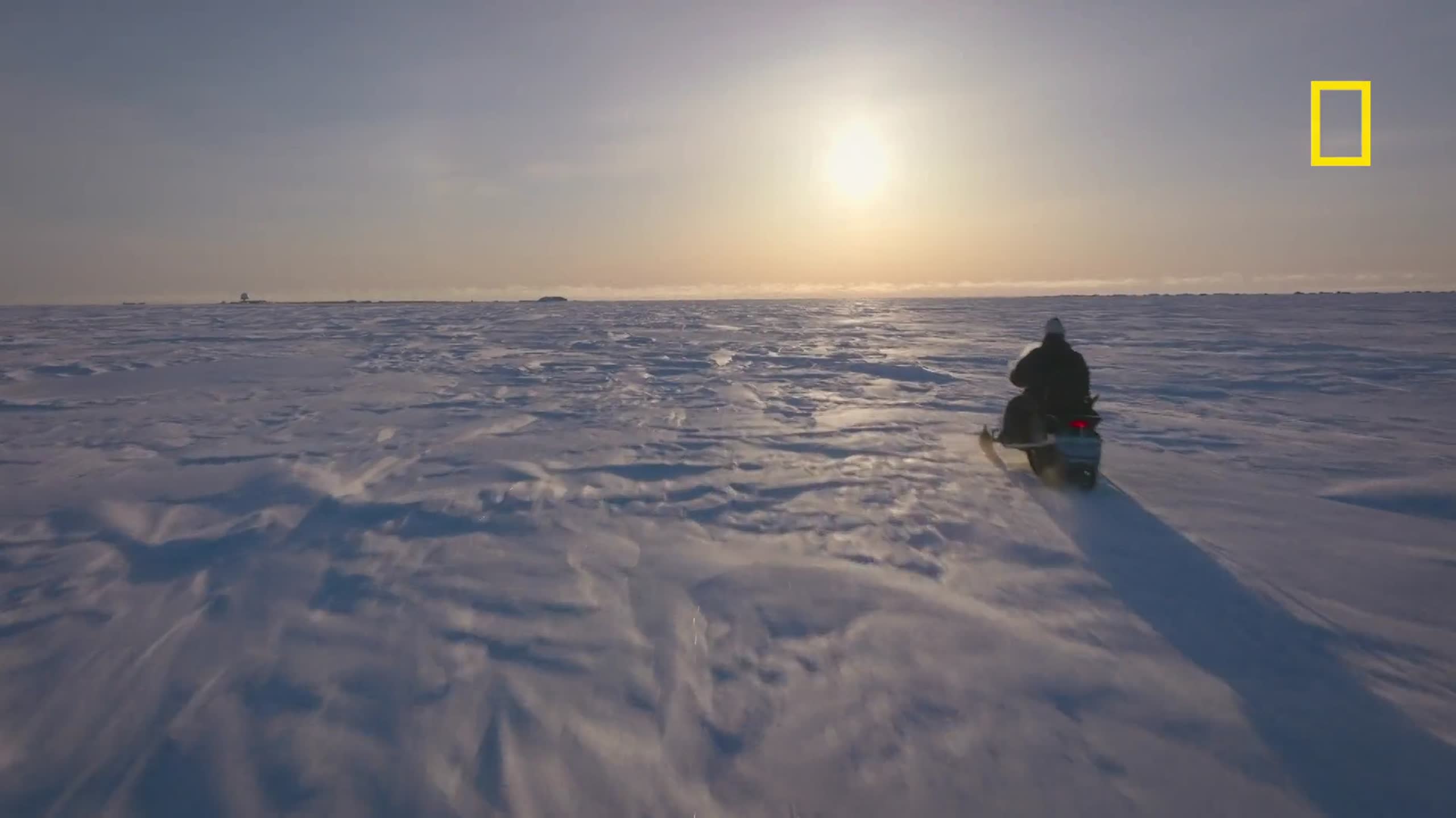 Incredible Animal Journeys — Arctic Fox