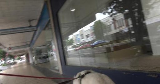 Walking around town with Malamute & Husky