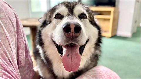 I Was Surprised By What My Dog Asked For During Our Conve...