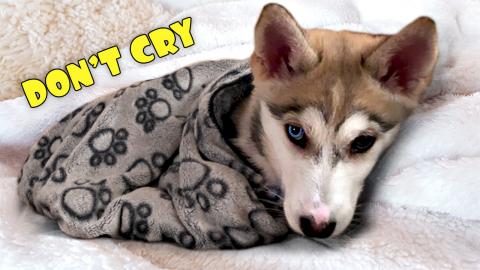 Puppy Crying At Night | Funny Puppy Video 