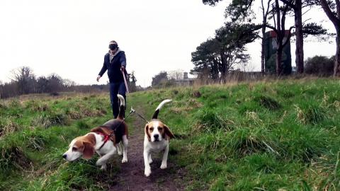 Walking With My Dogs Blindfolded