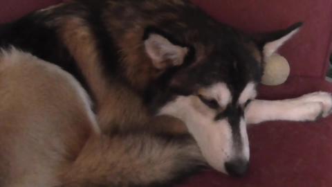 Poor husky has been getting lots of baths (flees)