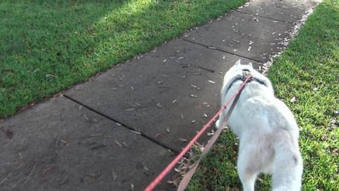 Lets run down some Hare but they don't want to be furends...