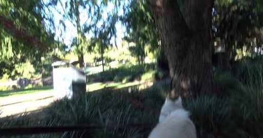 Walk around duck pond & catching up with Husky friends