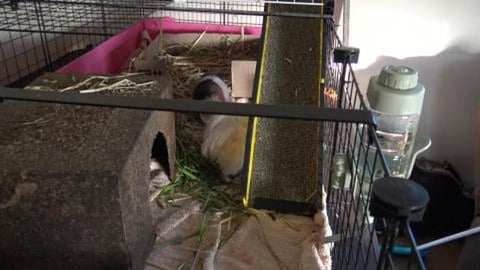Good morning Guinea Pigs